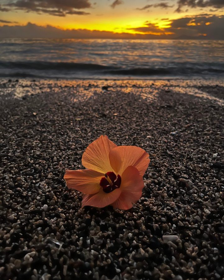 An orange hibiscus flower on a black pebble beach at sunset.